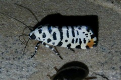 Tarache idella