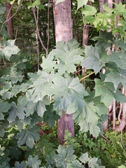Acer platanoides
