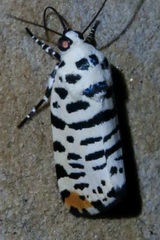 Tarache idella