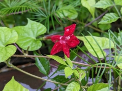 Ipomoea quamoclit