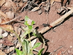 Sphecidae