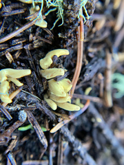 Clavariadelphus ligula