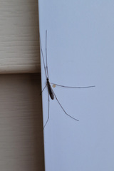 Tipula abdominalis