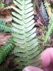 Struthiopteris spicant