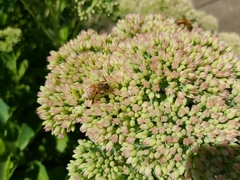 Apinae