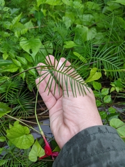 Ipomoea quamoclit