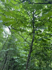 Asimina triloba