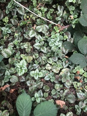 Lamium galeobdolon