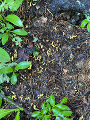 Clavariadelphus ligula