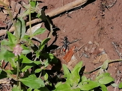 Sphecidae