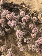 Chorizanthe cuspidata cuspidata