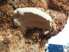 Ganoderma