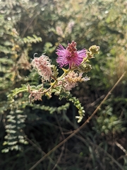 Mimosa dysocarpa