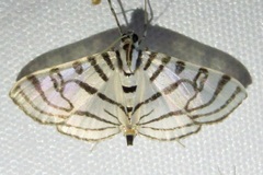 Conchylodes ovulalis