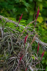 Tillandsia balbisiana
