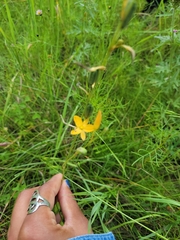 Echeandia flavescens