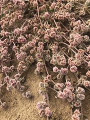 Chorizanthe cuspidata cuspidata