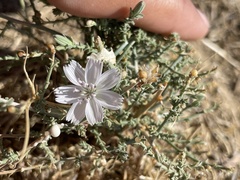 Stephanomeria