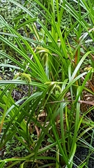 Carex comosa