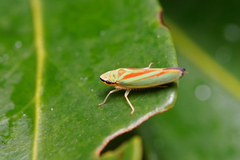 Graphocephala fennahi