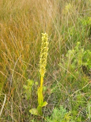 Platanthera