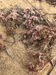 Chorizanthe cuspidata cuspidata