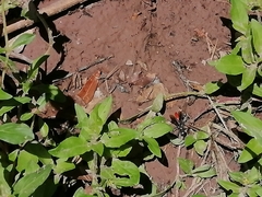 Sphecidae