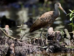 Aramus guarauna