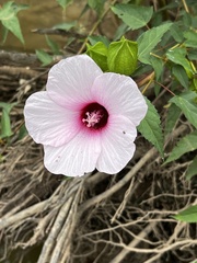 Hibiscus laevis