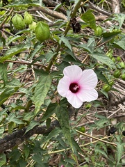 Hibiscus laevis