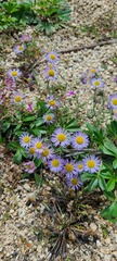 Erigeron speciosus