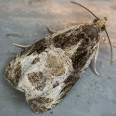 Olethreutes connectum