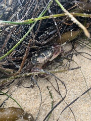 Pachygrapsus crassipes