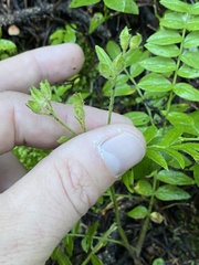 Polemonium pulcherrimum delicatum