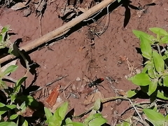 Sphecidae