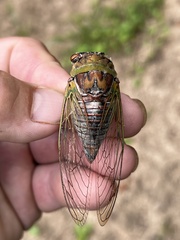 Megatibicen pronotalis