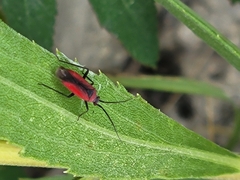 Lopidea instabilis