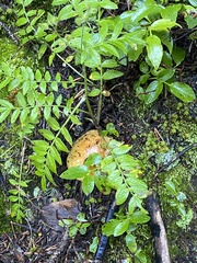 Polemonium pulcherrimum delicatum