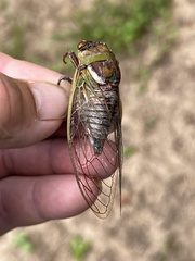 Megatibicen pronotalis