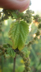 Urtica galeopsifolia