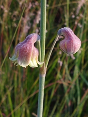 Prochnyanthes mexicana