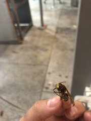 Vespa orientalis