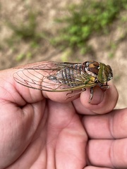 Megatibicen pronotalis