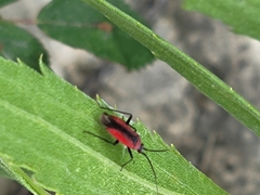 Lopidea instabilis