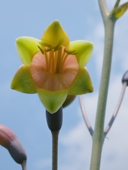 Prochnyanthes mexicana