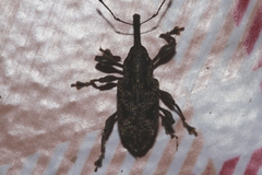 Hylobiina