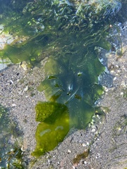 Ulva