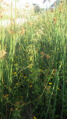 Urtica galeopsifolia