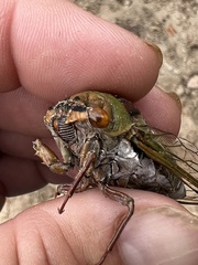 Megatibicen pronotalis