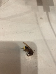 Vespa orientalis
